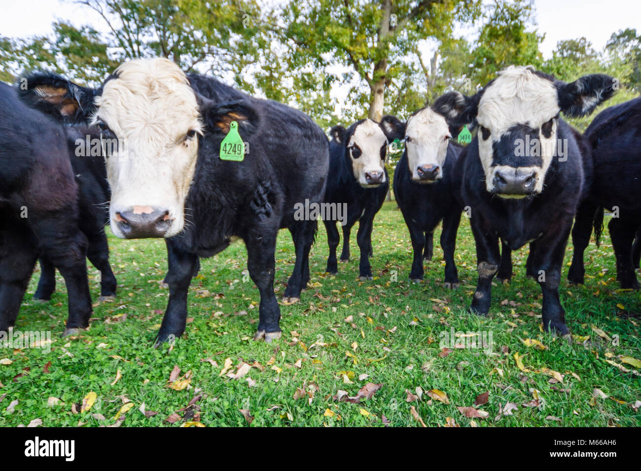 Lewisburg West Virginia,Appalachian Appalachia Allegheny Mountains,steers,cattle,herd,grazing,farming,agriculture,visitors travel traveling tour touri Stock Photo