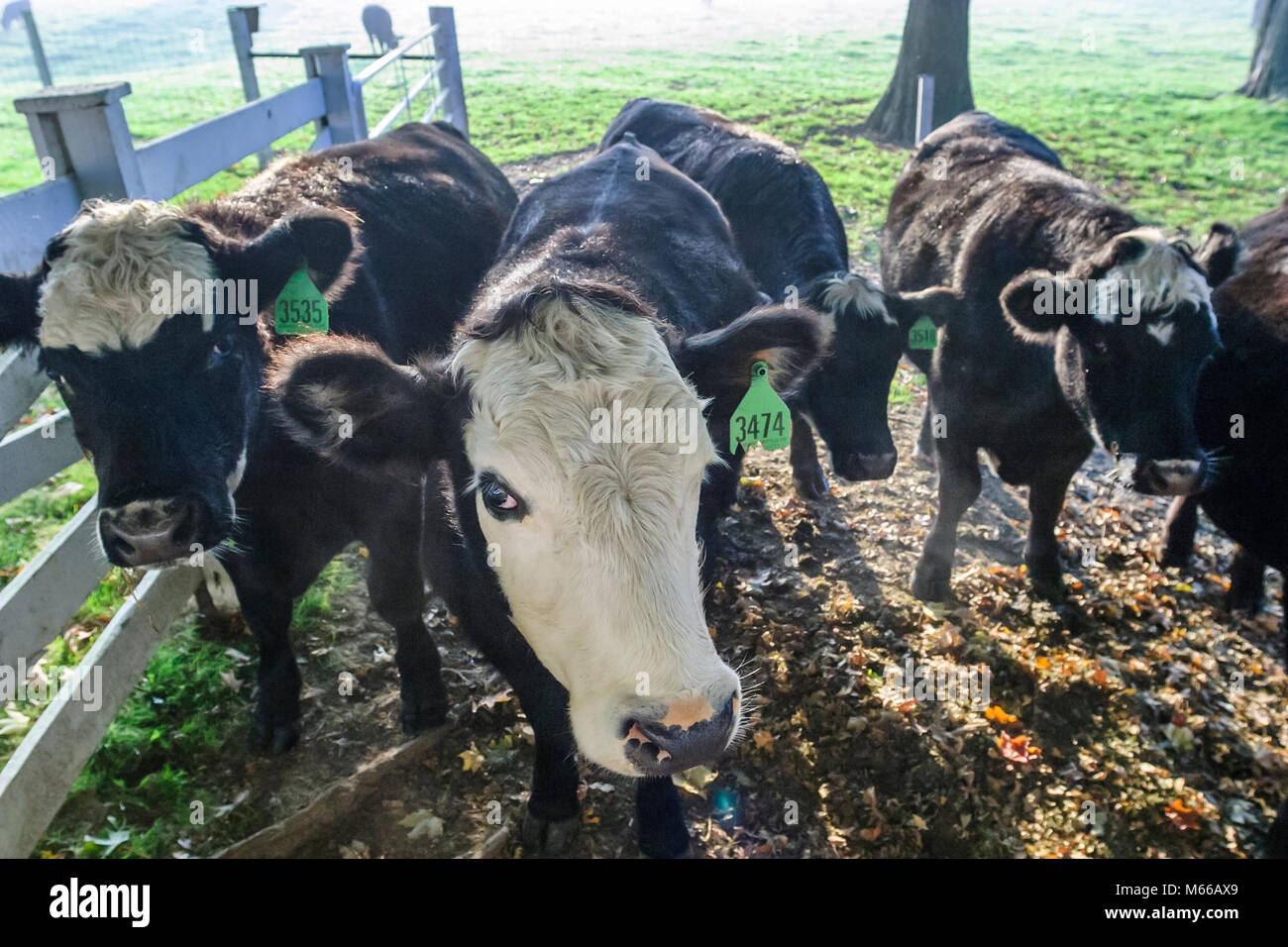 Lewisburg West Virginia,Appalachian Appalachia Allegheny Mountains,Lynn