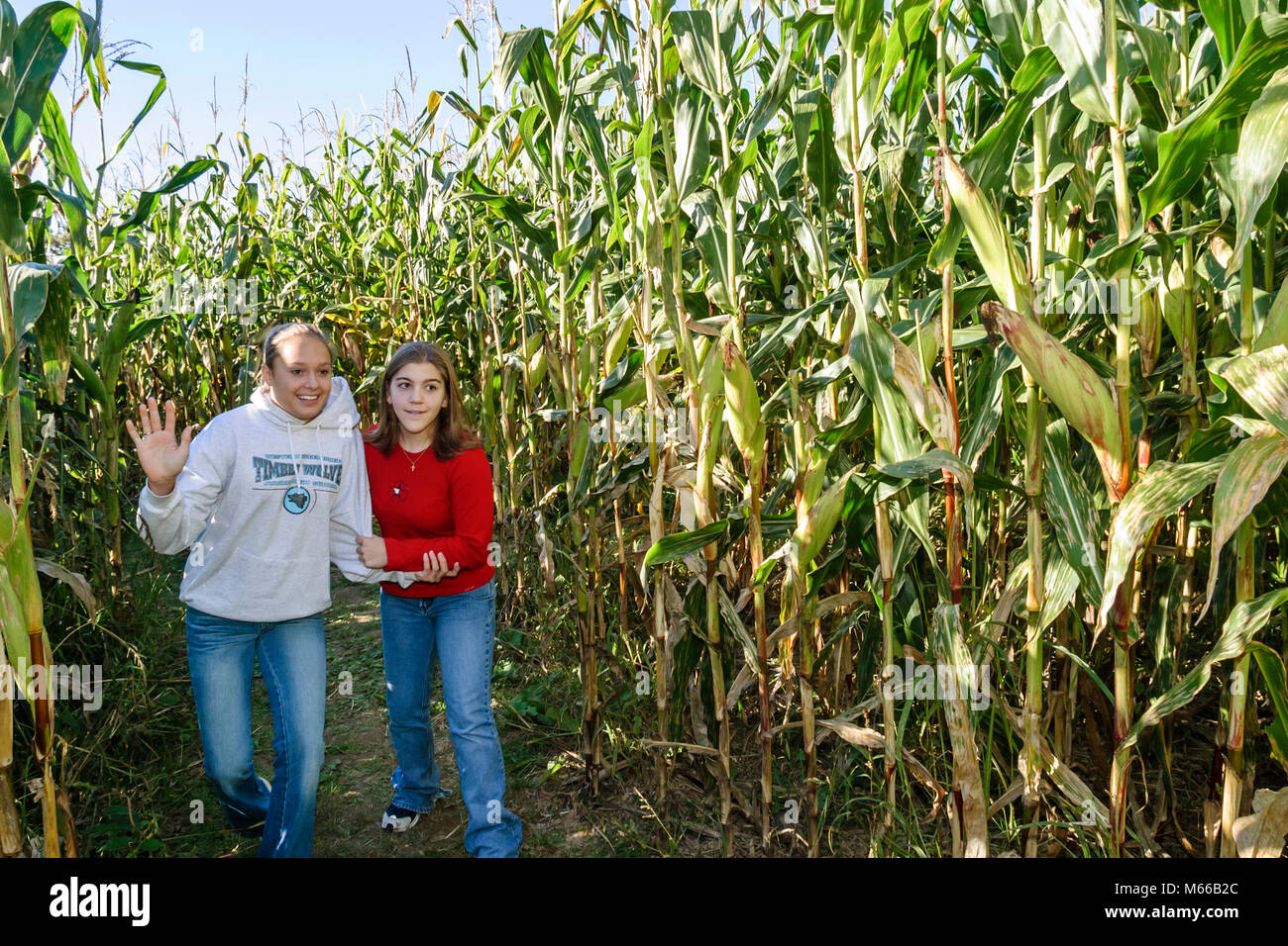 West Virginia,Appalachia Greenbrier County,Frankford,Miller's 'Mazing Corn Maze,teen teens teenage teenager teenagers youth adolescent,student student Stock Photo