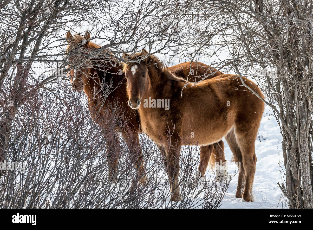 Wild feral horses grazing in snow in winter along Forestry Trunk Road Alberta Stock Photo