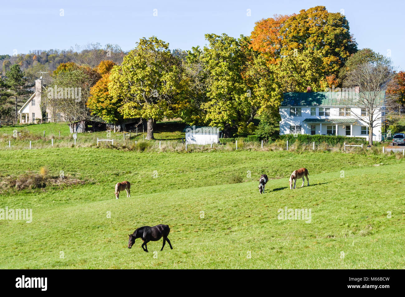 West Virginia,Appalachia Greenbrier County,Frankford,rural lifestyle,country,rustic,scene,horses,domesticated animals,equine,farm,agriculture,fall col Stock Photo