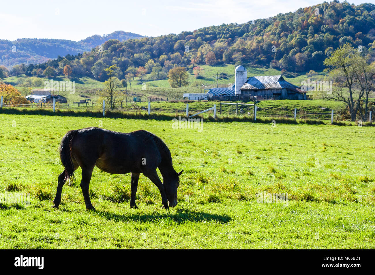 Country scene with grazing horses hi-res stock photography and images ...
