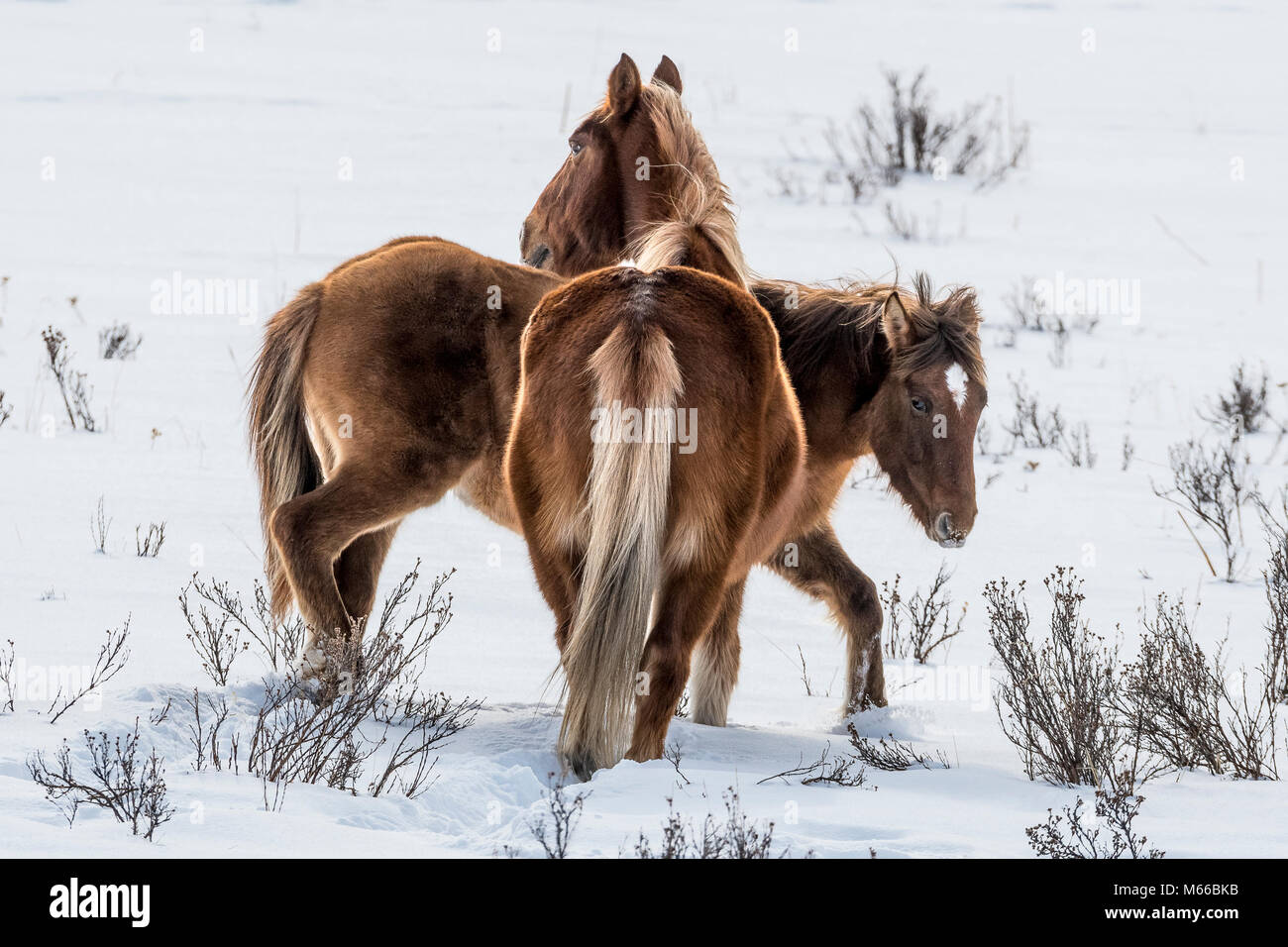 Wild feral horses grazing in snow in winter along Forestry Trunk Road Alberta Stock Photo