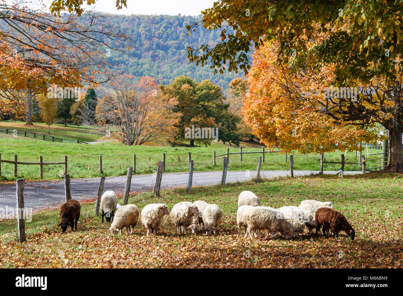 West Virginia Greenbrier County,Lewisburg,sheep,flock,wool,farming,agricultural,livestock,rural lifestyle,country,rustic,nature,natural,scenery,countr Stock Photo