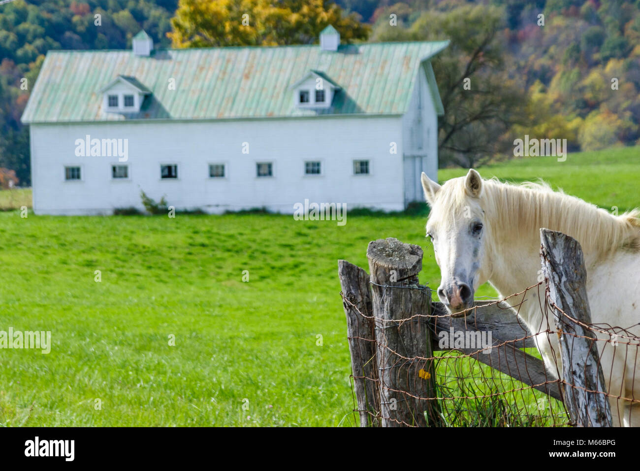 West Virginia Lewisburg White Horse Barn Stock Photo 175932584