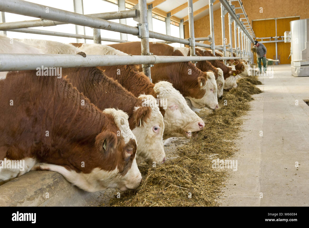 Cattle fattening hires stock photography and images Alamy