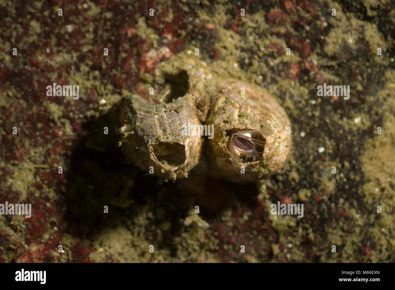 Macro underwater picture of a couple of Barnacles in Howe Sound, British Columbia, Canada. Stock Photo