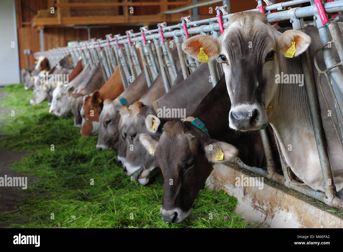cows feeding 166 Stock Photo - Alamy