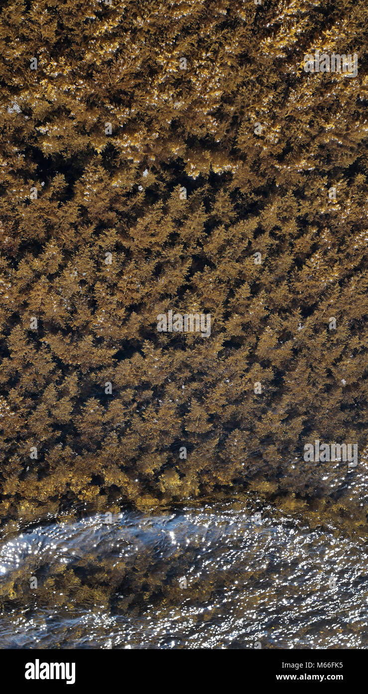 Algae growing on coastal rocks, Majorca, Balearic Islands, Spain Stock Photo