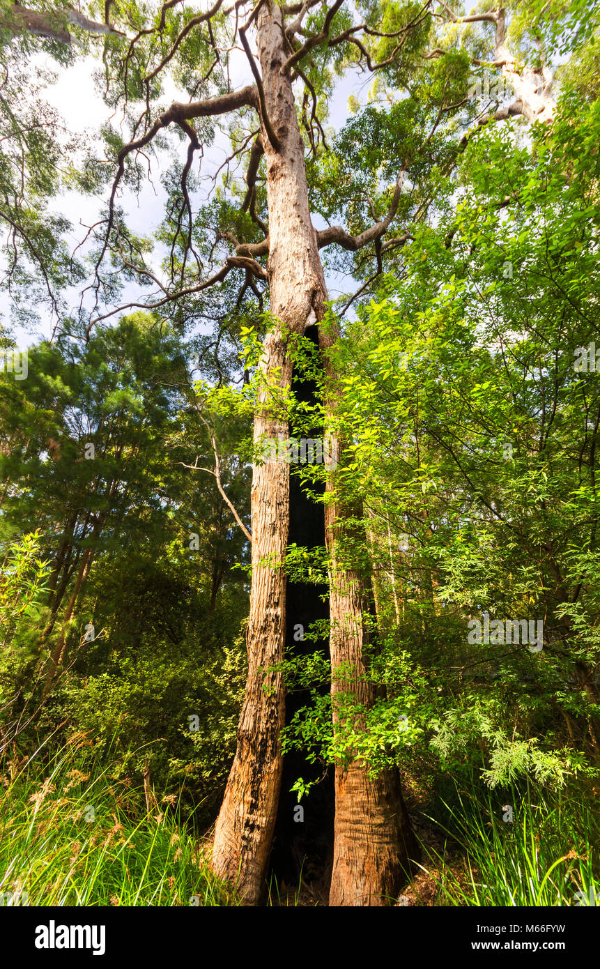 Tingle tree, Valley of the Giants, Western Australia, Australia Stock ...