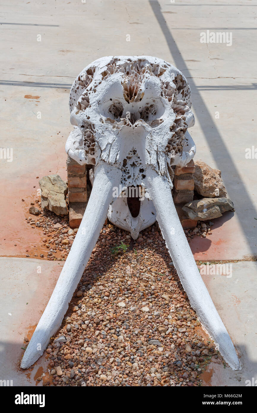 dried elephant skull with Tusks, Etosha national park, Namibia Stock Photo