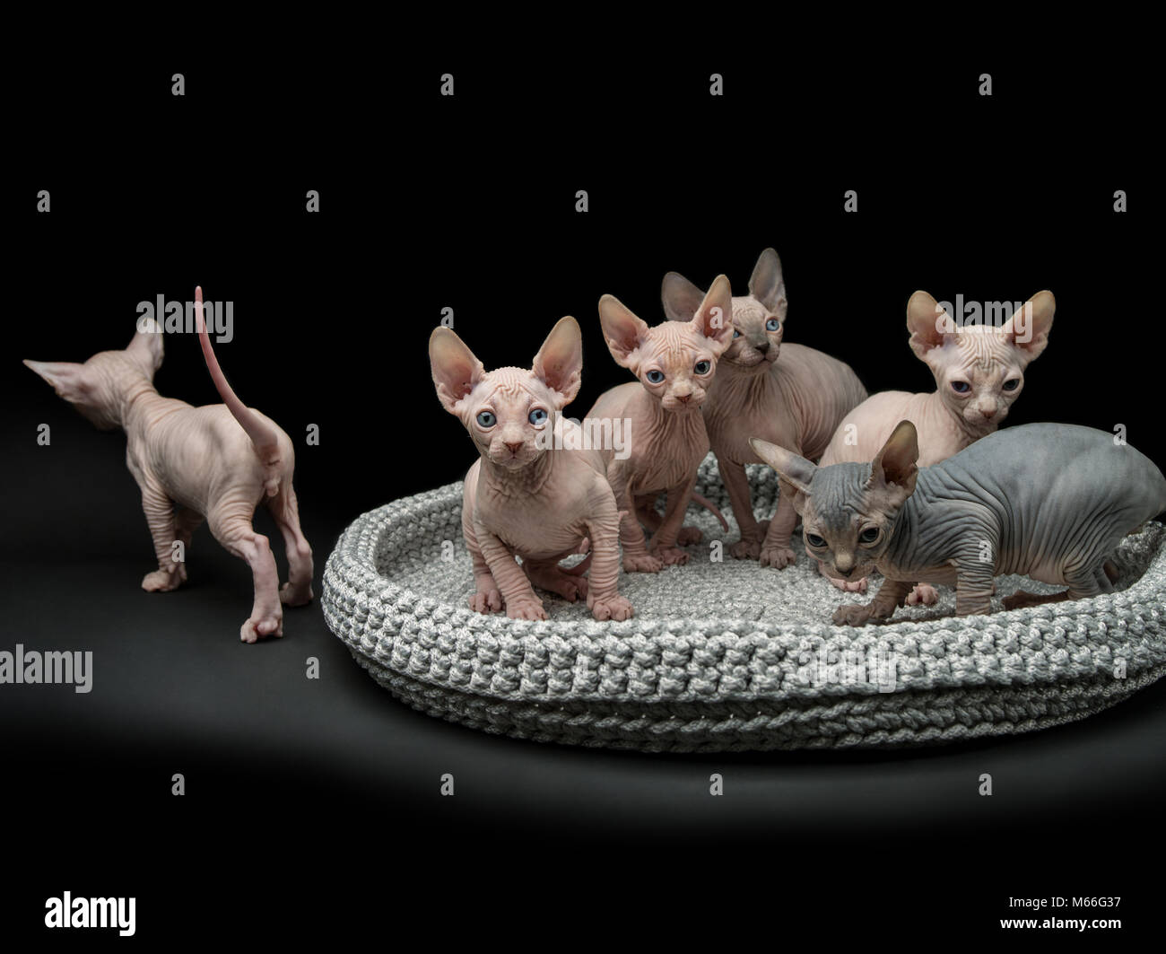 Six sphynx kittens in a cat bed Stock Photo