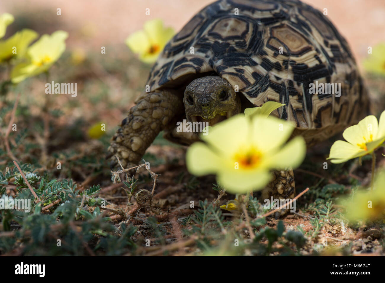 Leopard tortoise eating buttercup flowers, South Africa Stock Photo Alamy