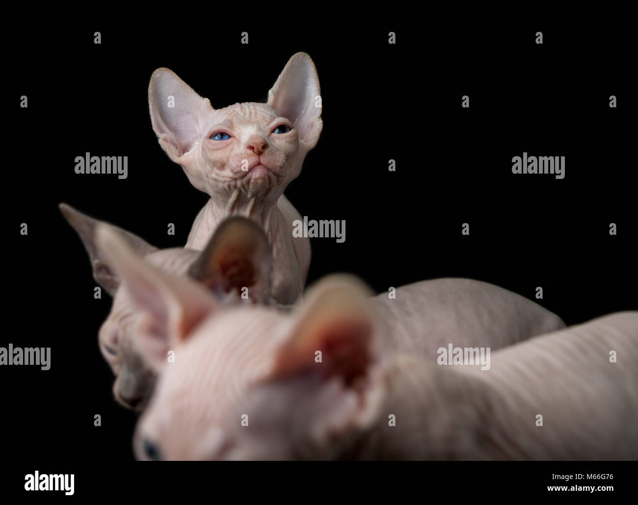 Close-up of three spynx kittens Stock Photo