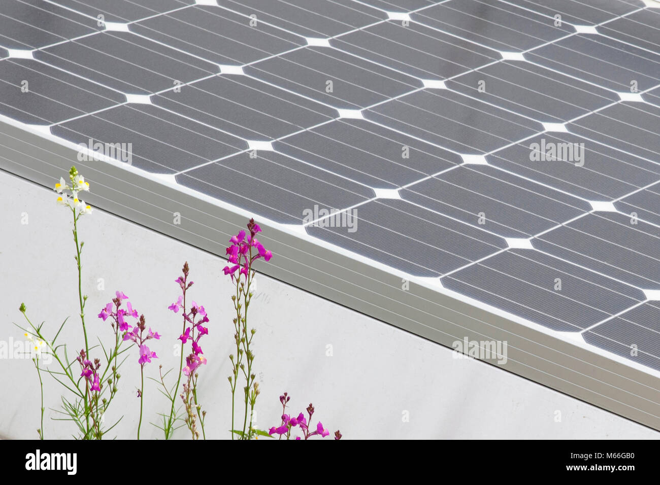 solar energy roof panel with colourful flowers in the foreground green energy Stock Photo