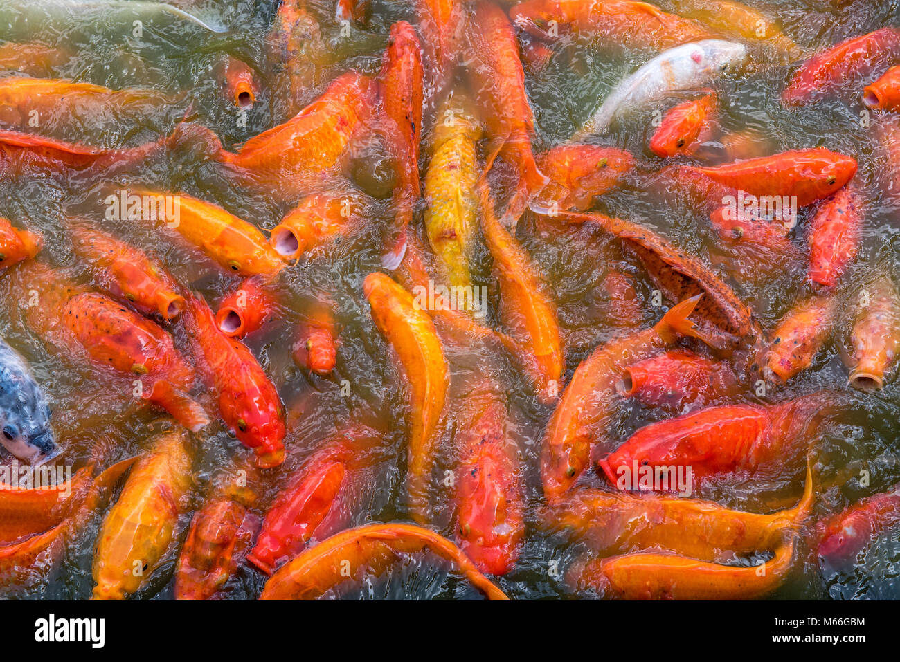 Splashing fish hires stock photography and images Alamy
