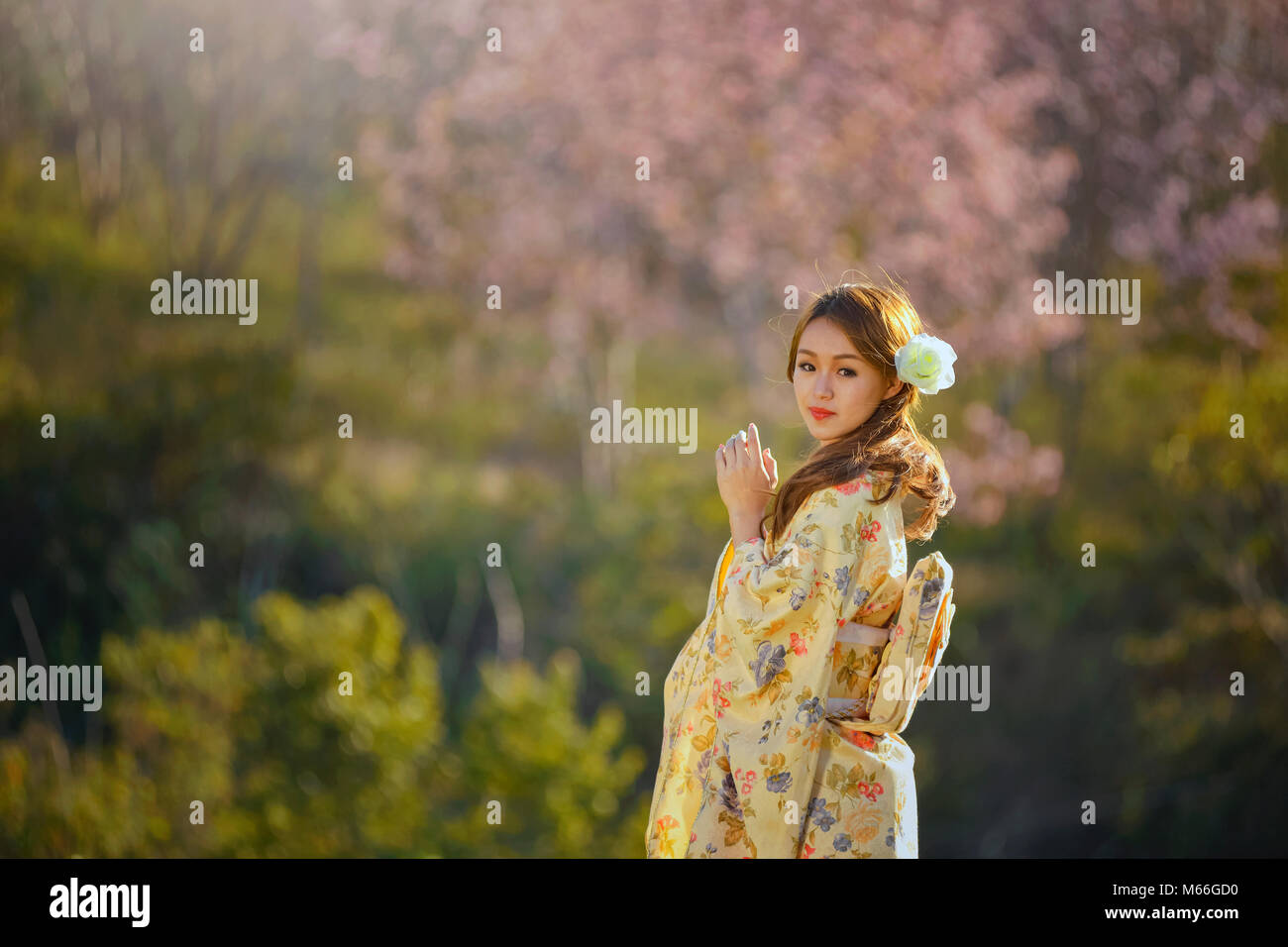 Portrait of a woman standing in a cherry blossom orchard wearing traditional Japanese kimono Stock Photo
