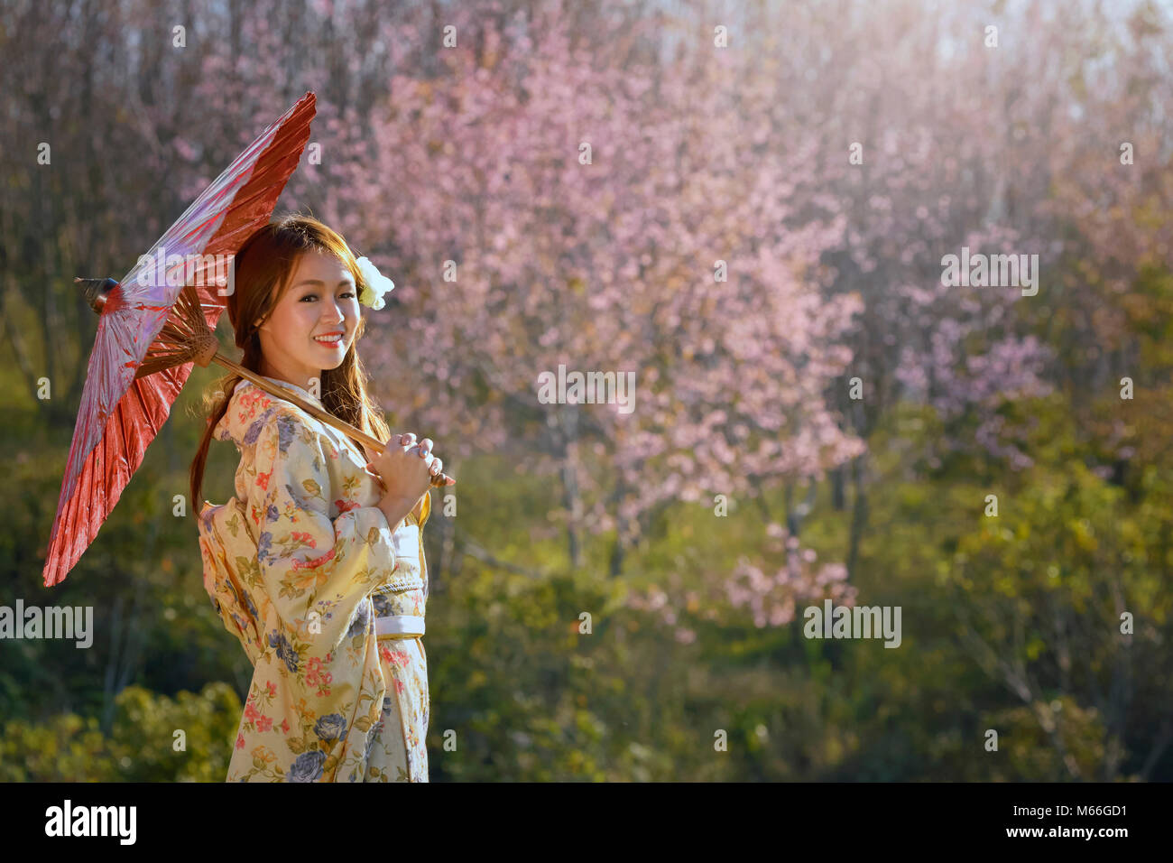 Portrait of a woman standing in a cherry blossom orchard wearing traditional Japanese kimono Stock Photo