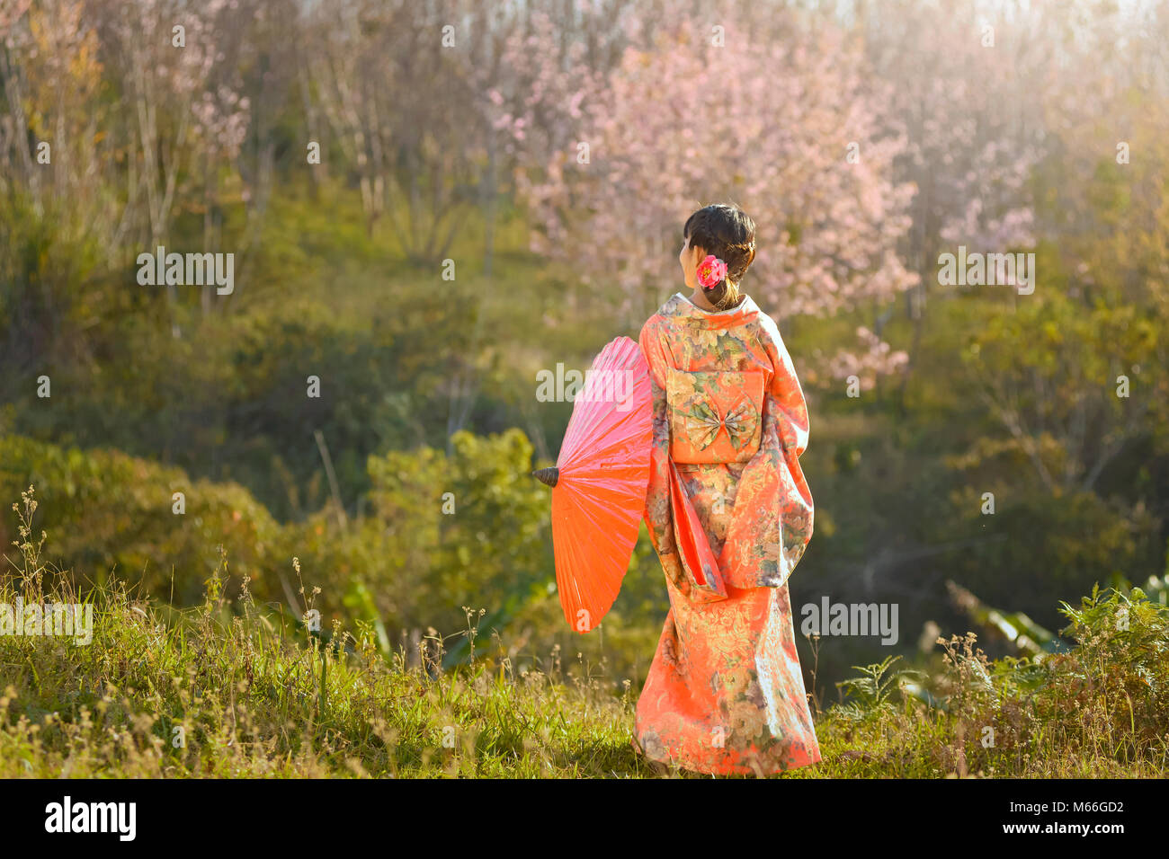 Woman standing in a cherry blossom orchard wearing traditional Japanese kimono Stock Photo