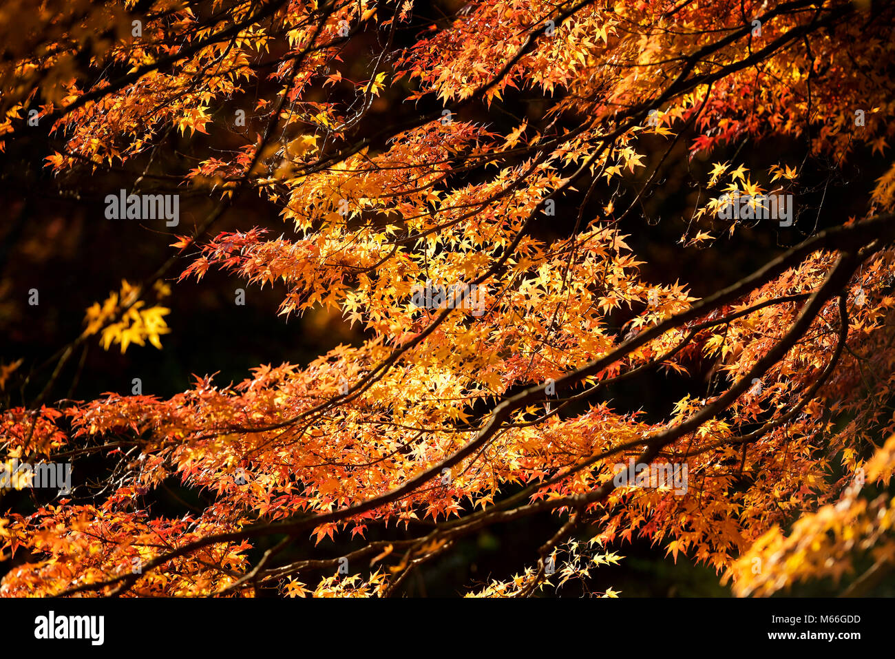 Close-up of a Japanese cherry tree, Japan Stock Photo