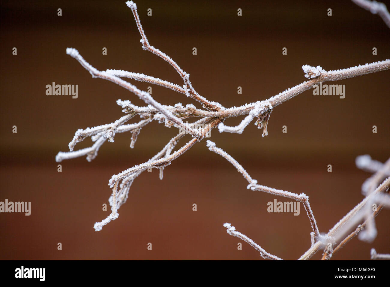 Frozen branches, Port Moody, British Columbia, Canada Stock Photo