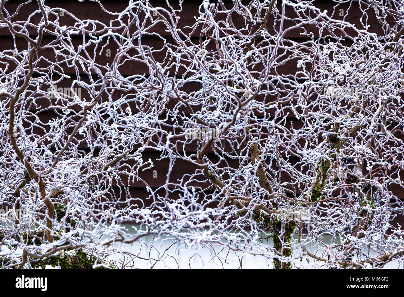 Frost covered branches, Port Moody, British Columbia, Canada Stock Photo