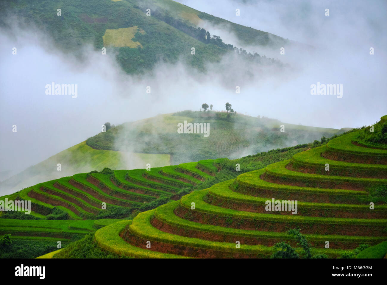 Terraced rice field, Mu Can Chai, Vietnam Stock Photo