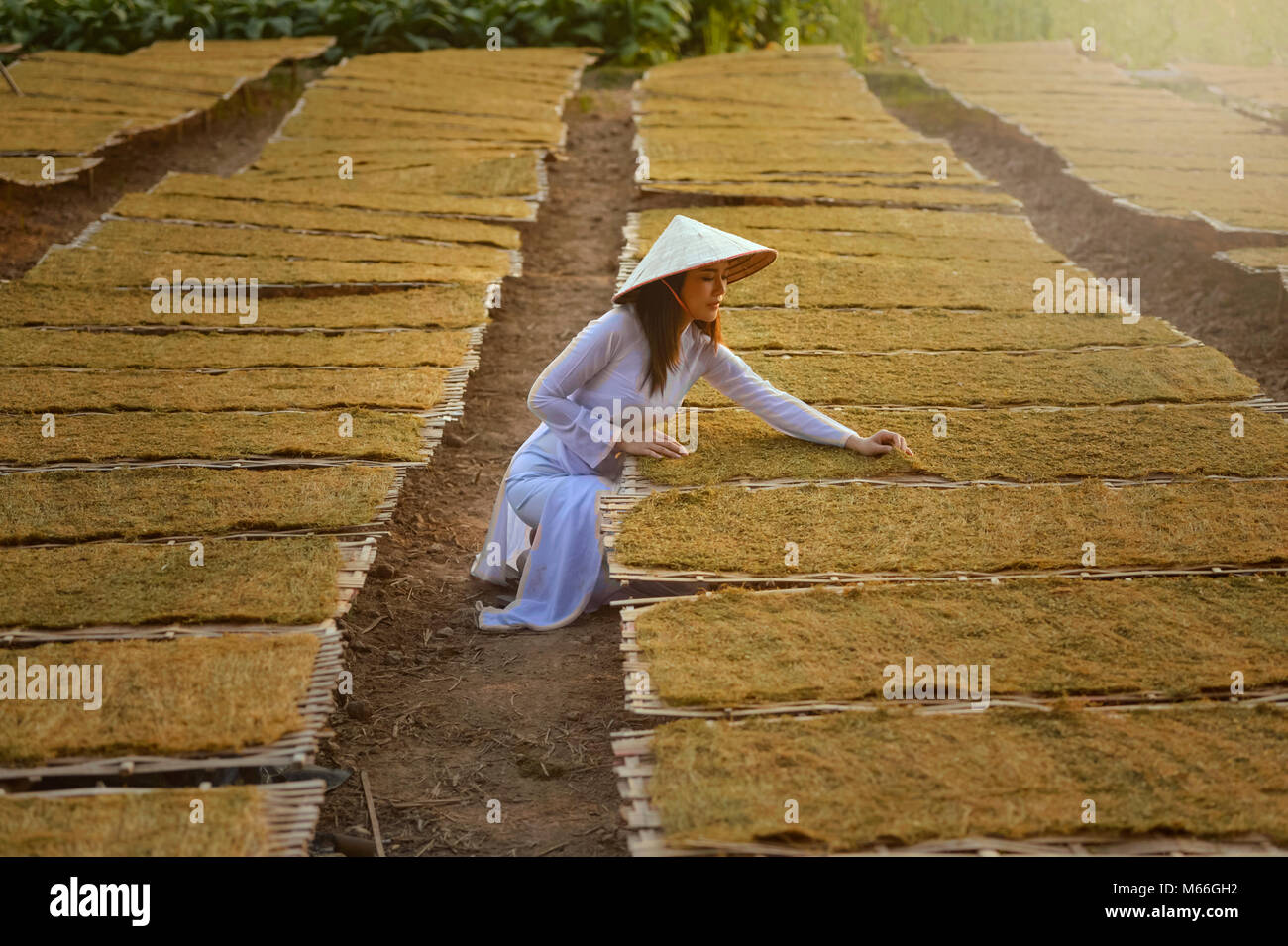 Woman drying tobacco in a field, Vietnam Stock Photo