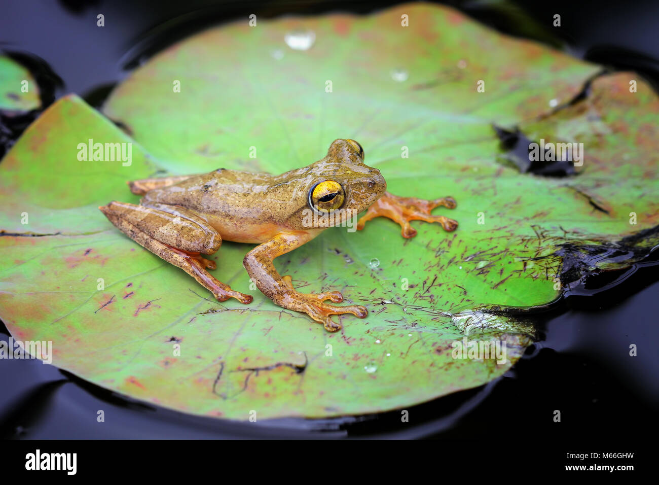 Harlequin tree frog on lotus leaf, Indonesia Stock Photo