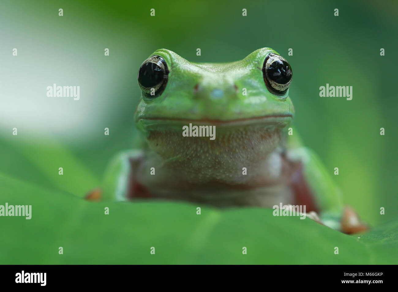 Portrait of a dumpy tree frog, Indonesia Stock Photo - Alamy
