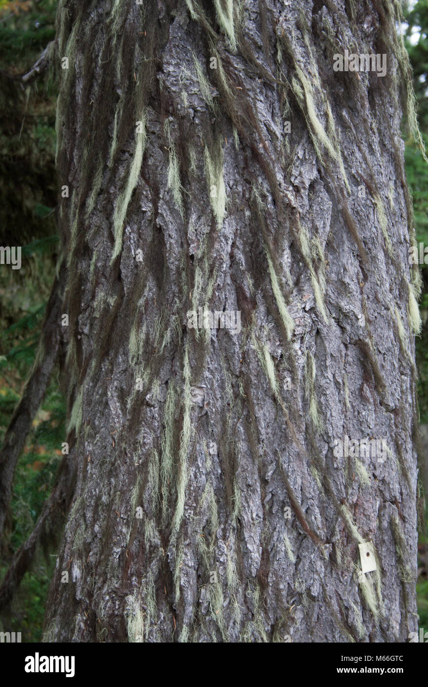 Spanish Moss growing on tree bark Stock Photo Alamy