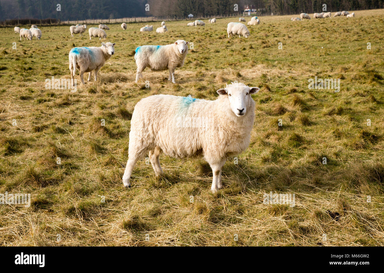 Sheep grazing on chalk downland grassland on Salisbury Plain, near Durrington, Wiltshire, England, Uk Stock Photo