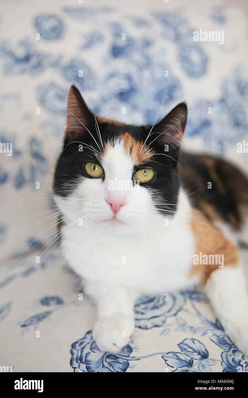live as a cat Stock Photo