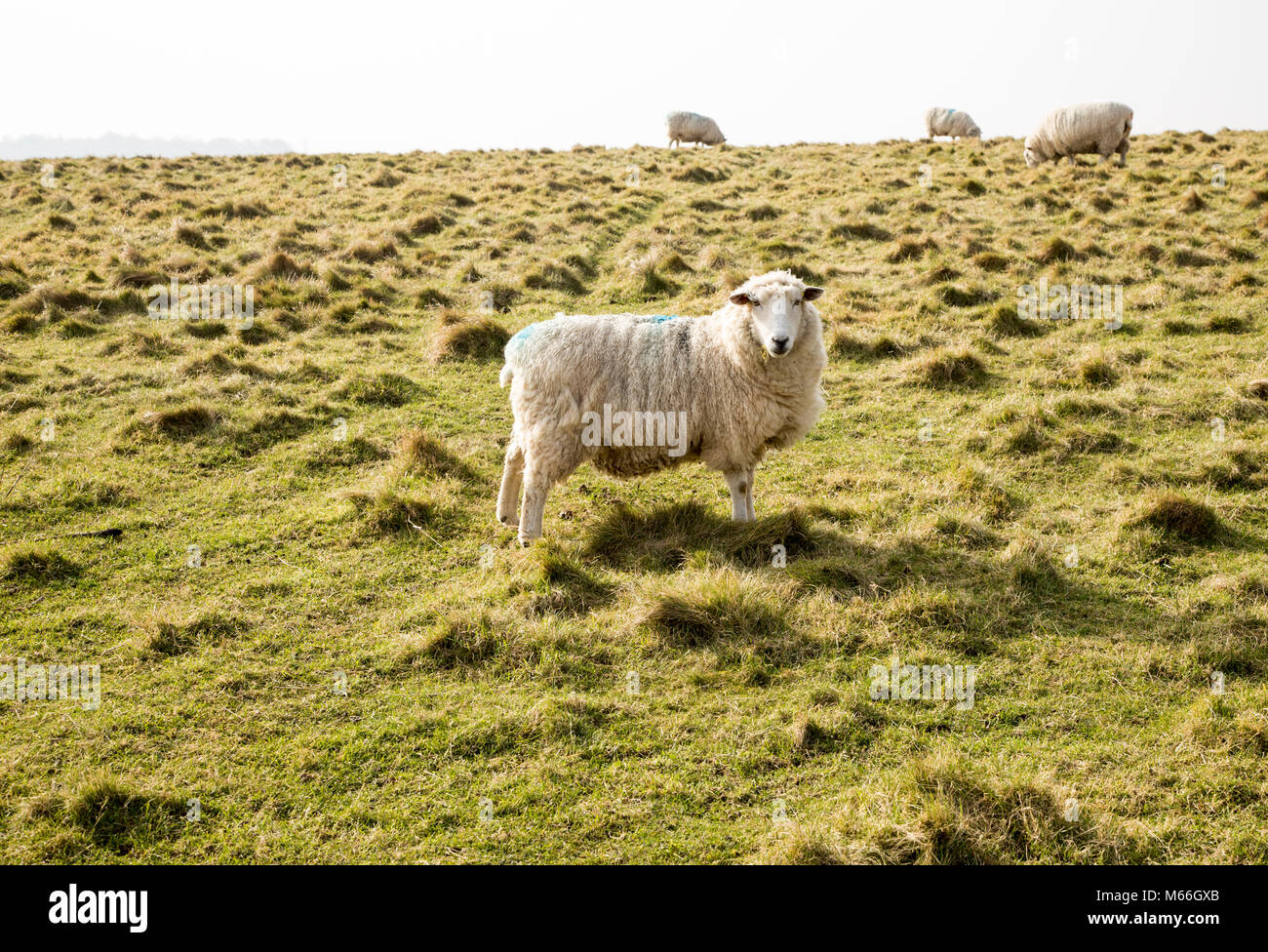 Sheep grazing on chalk downland grassland on Salisbury Plain, near Durrington, Wiltshire, England, Uk Stock Photo