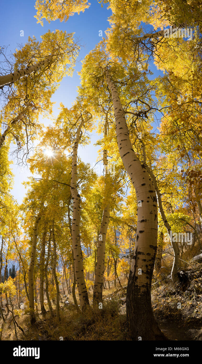 Golden Aspen trees, June Lake, California, United States Stock Photo