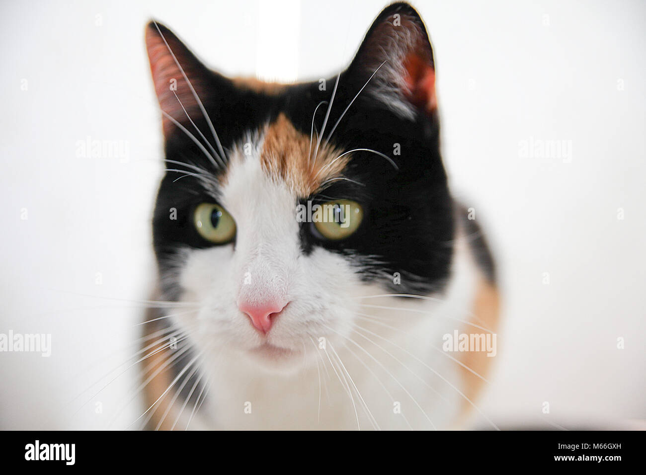live as a cat Stock Photo