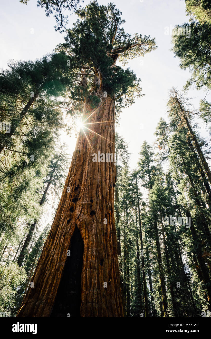 General Sherman Tree, Sequoia National Park, California, United States Stock Photo