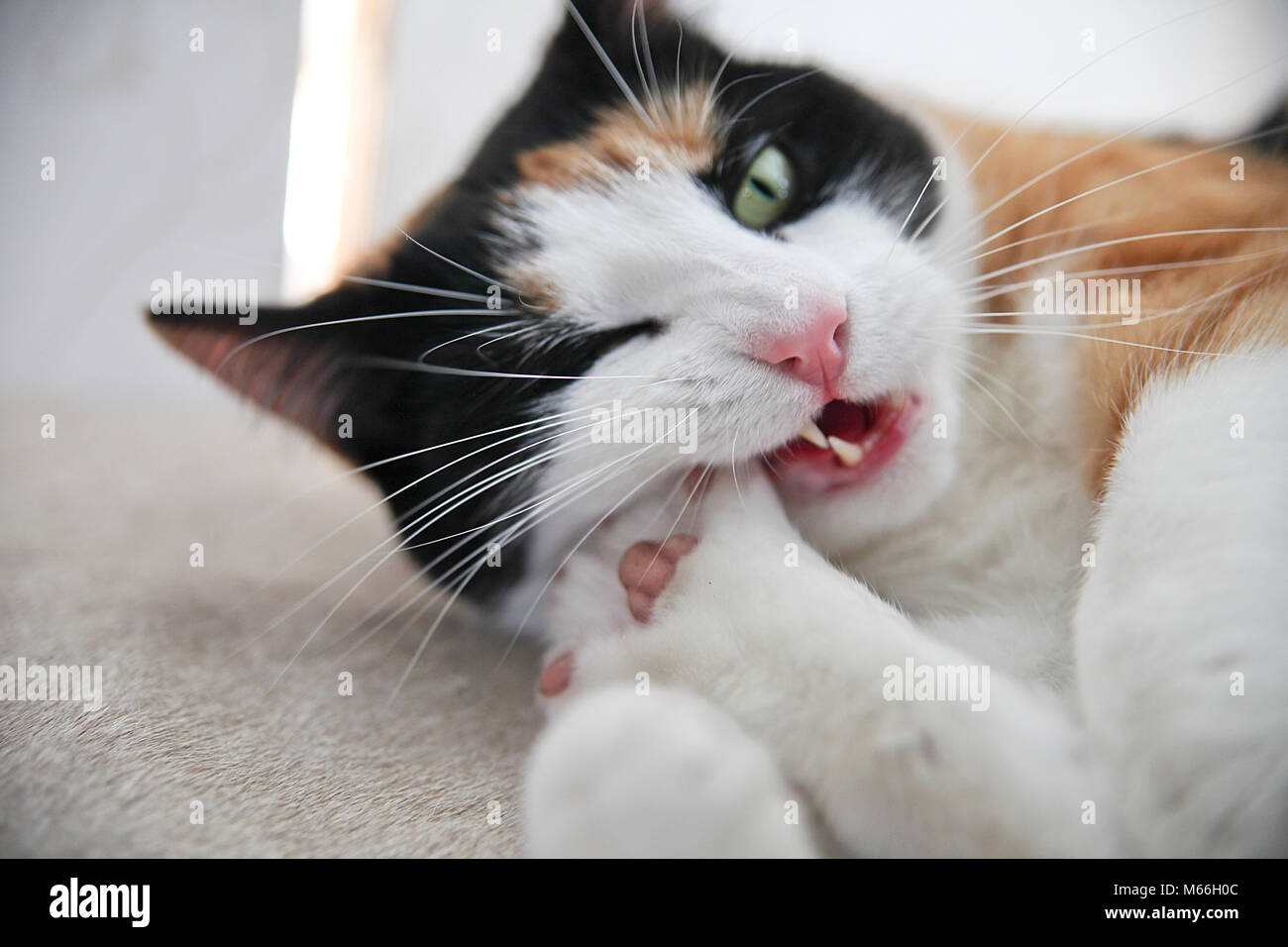 live as a cat Stock Photo