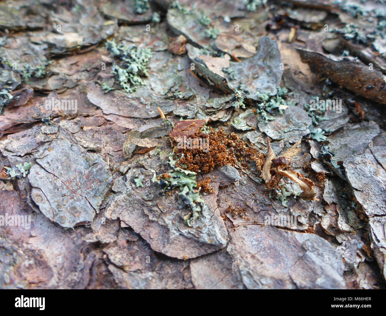 spruce bark with meal from a bark beetle Stock Photo
