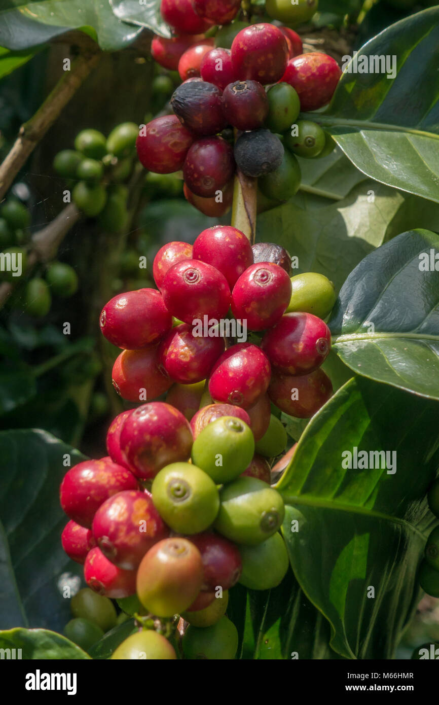 Robusta coffee plantation hires stock photography and images Alamy