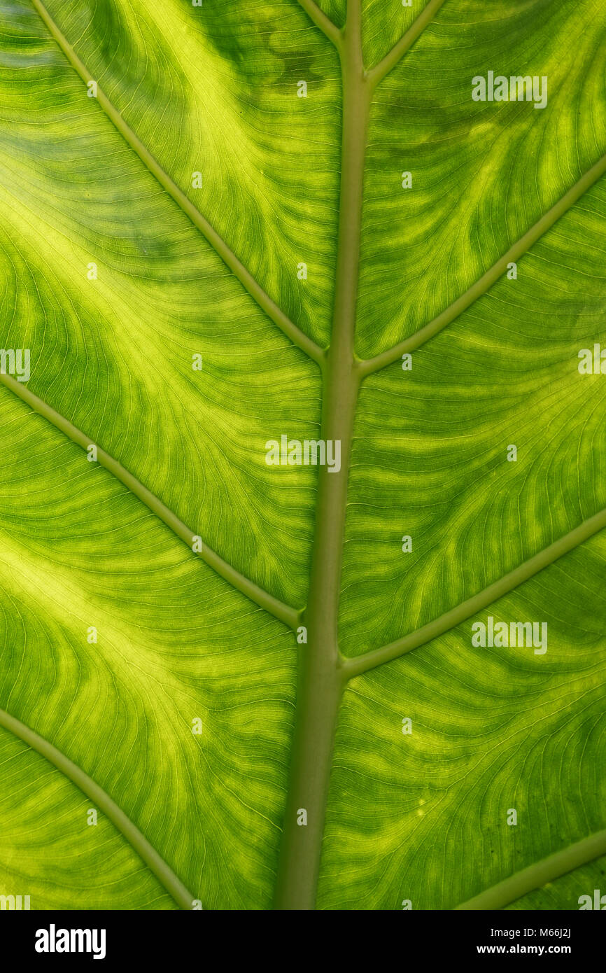 Green leaf background texture, macro Stock Photo - Alamy