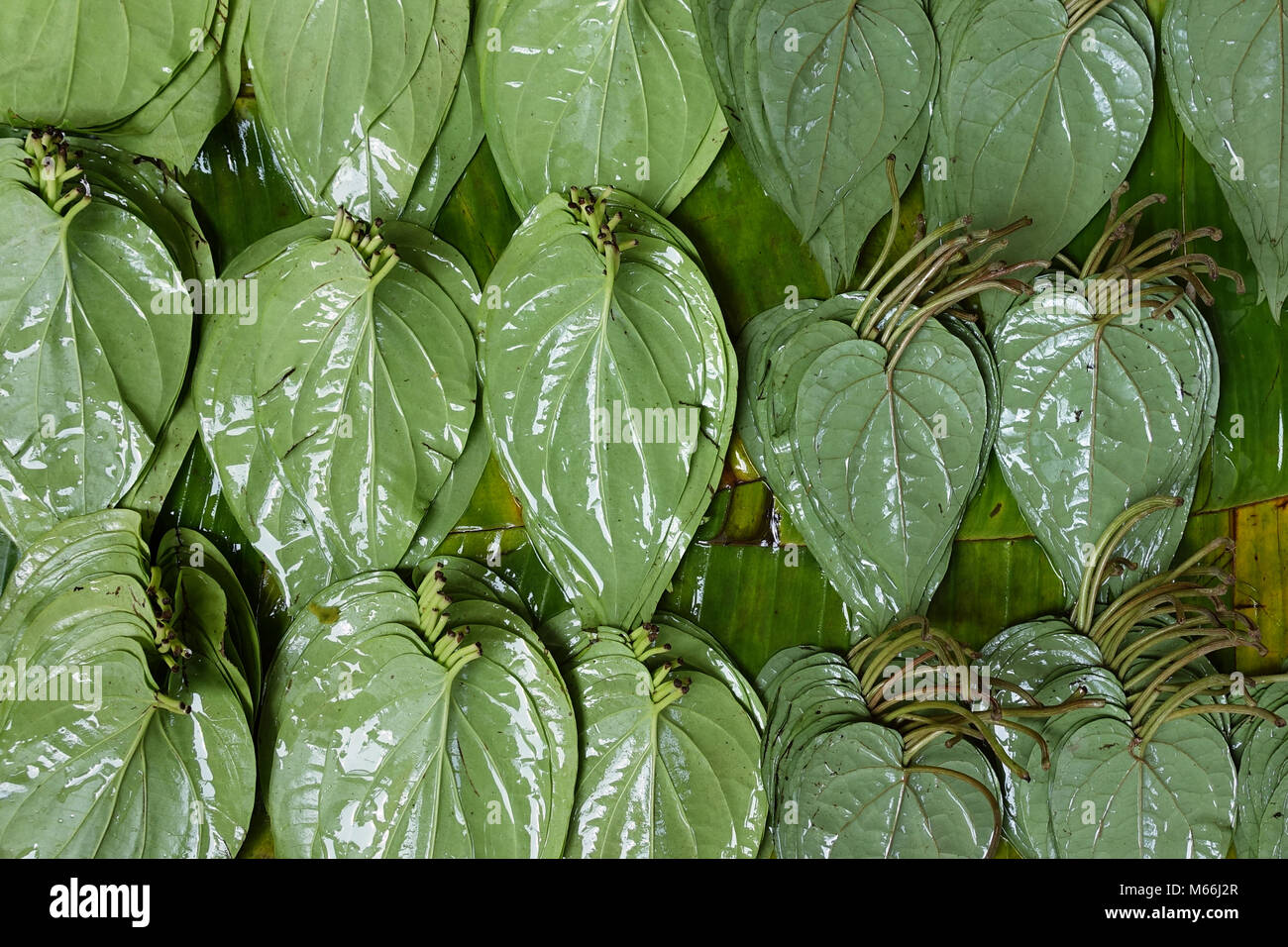 Betel nut leaves on the street stall in Myanmar. Stock Photo
