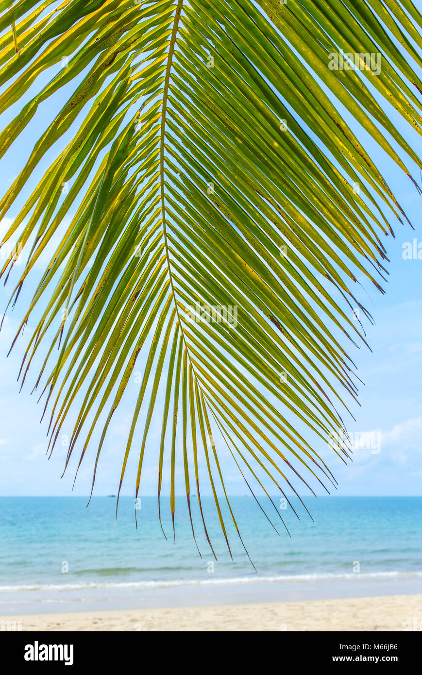 Palm tree leaf close-up background Stock Photo - Alamy