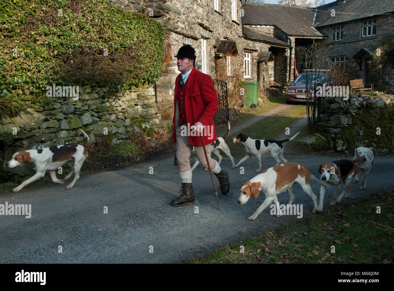 Coniston Foxhounds Cumbria  Lake District 2018  UK. 2010s HOMER SYKES Stock Photo