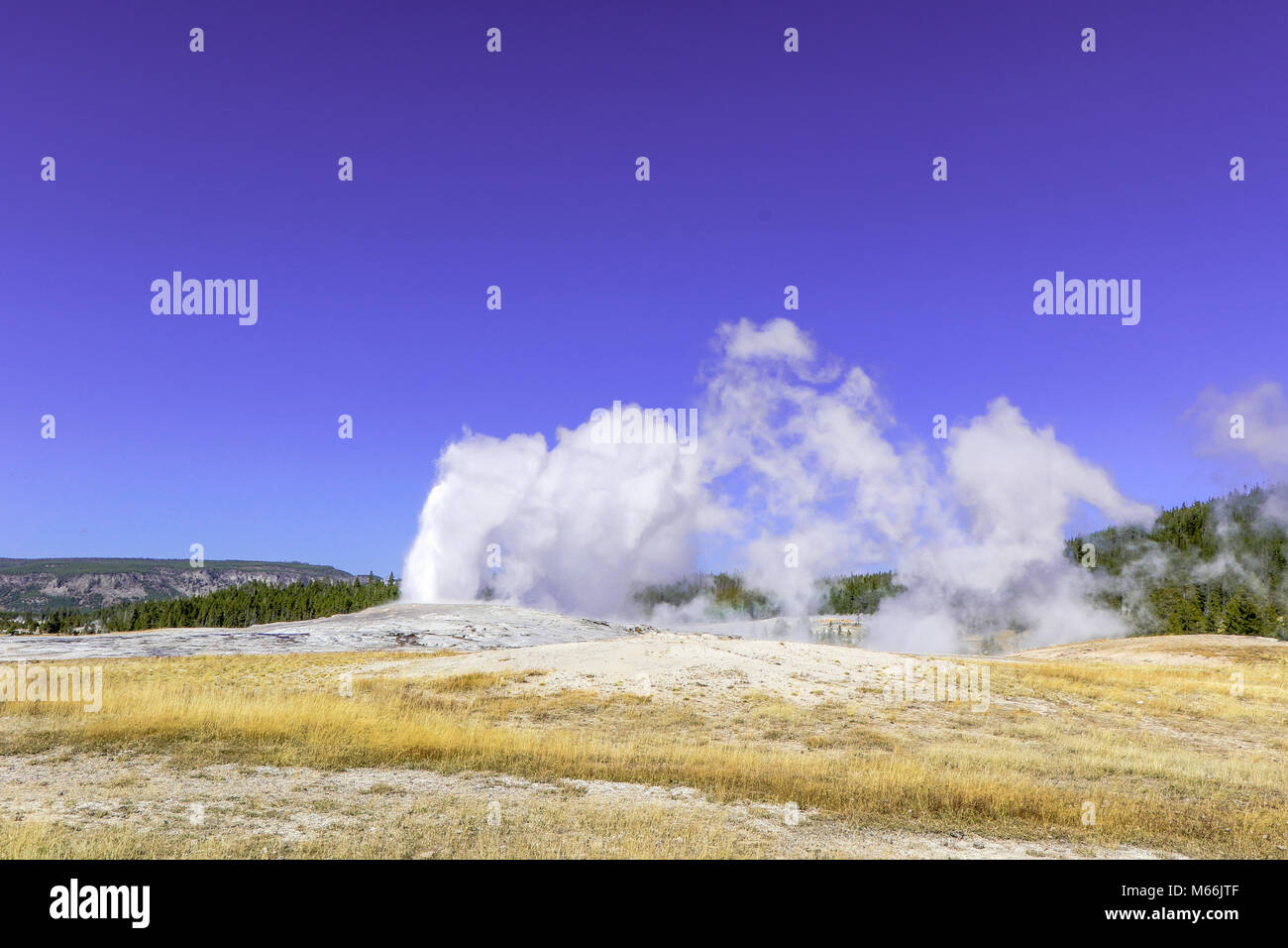 Old Faithful geyser in Yellowstone National Park Stock Photo - Alamy