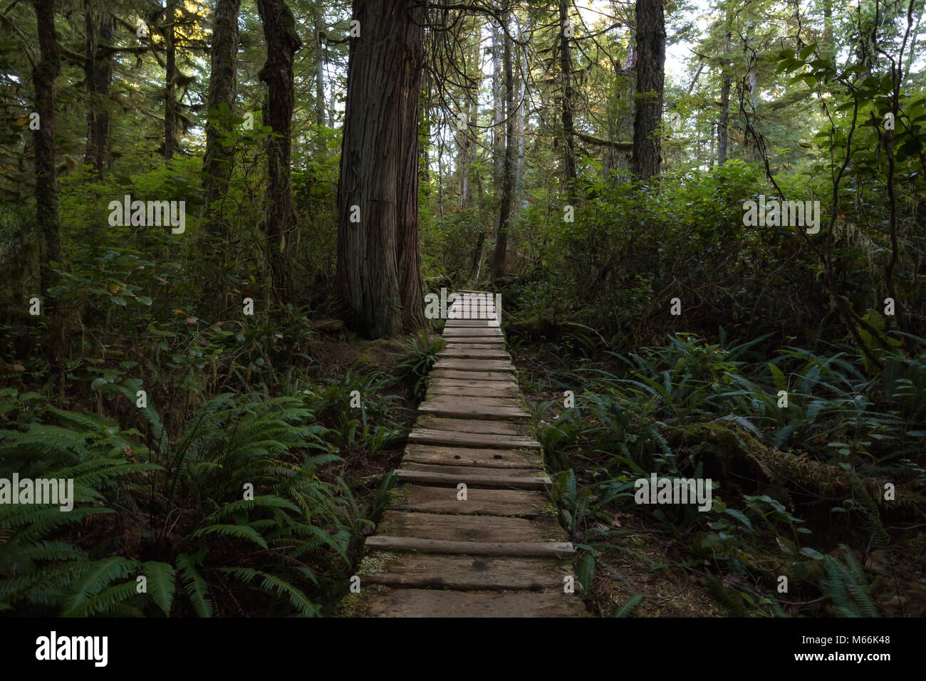 Beautiful wooden path thru the vibrant and green rain forest located ...