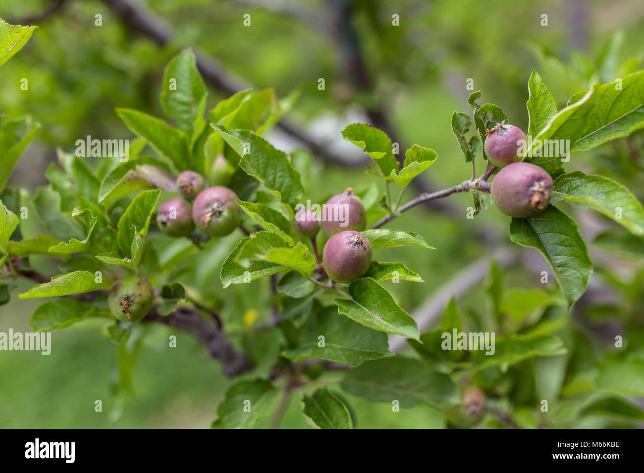 Young small apples on the tree close up Stock Photo
