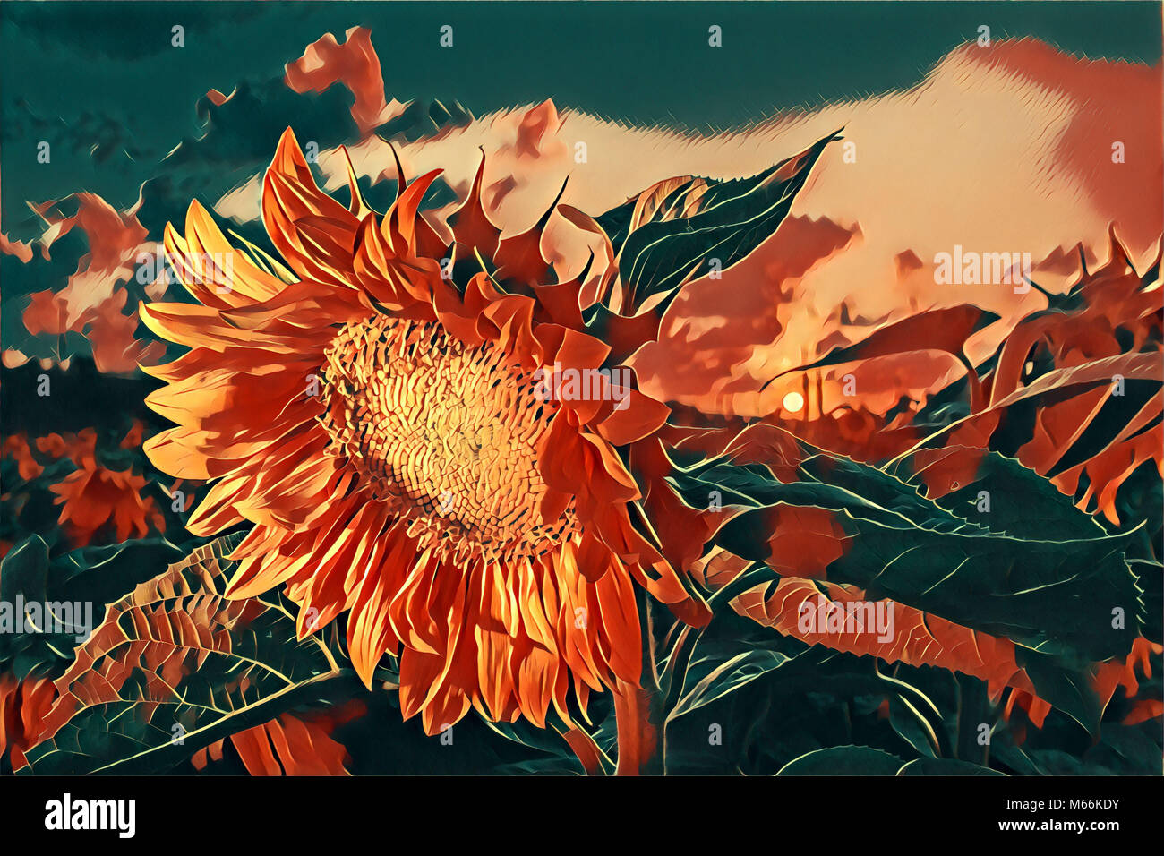 Stylized illustration of a sunflower in a field at sunset Stock Photo ...