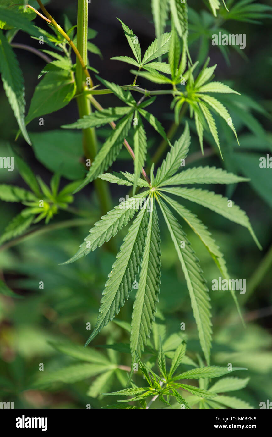 Marijuana plant leaves close up Stock Photo