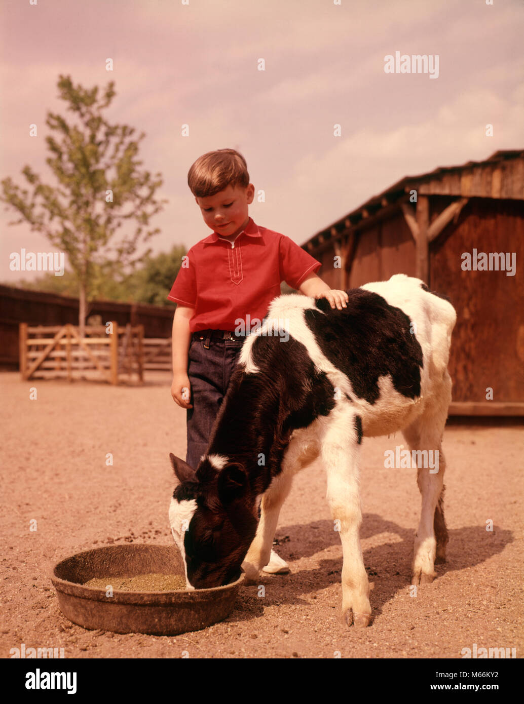 1960s FARM BOY IN RED SHIRT FEEDING BLACK AND WHITE HOLSTEIN CALF - kf3804 HAR001 HARS PETS ANIMALS CALF NOSTALGIA AGRICULTURE SUMMERTIME ONE ANIMAL 5-6 YEARS HAPPINESS CHORE GROWTH RESPONSIBILITY GROW HOLSTEIN JUVENILES MALES 4-H BARNYARD BLACK AND WHITE CALVES CAUCASIAN ETHNICITY OLD FASHIONED Stock Photo